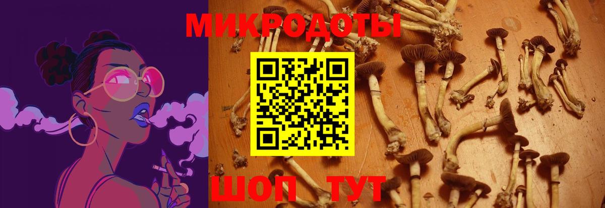 Сунжа  где купить наркотик  Галлюциногенные грибы Psilocybe  Вход с VPN  Псилоцибиновые грибы Psilocybine cubensis 